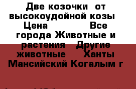 Две козочки  от высокоудойной козы › Цена ­ 20 000 - Все города Животные и растения » Другие животные   . Ханты-Мансийский,Когалым г.